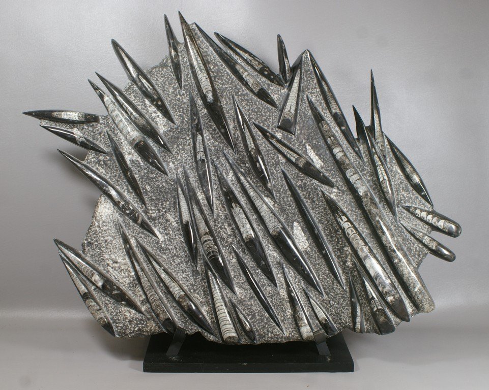 Large orthoceras fossil stone, 27" x 27", polished, on: Large orthoceras fossil stone, 27" x 27", polished, on an iron & wood stand