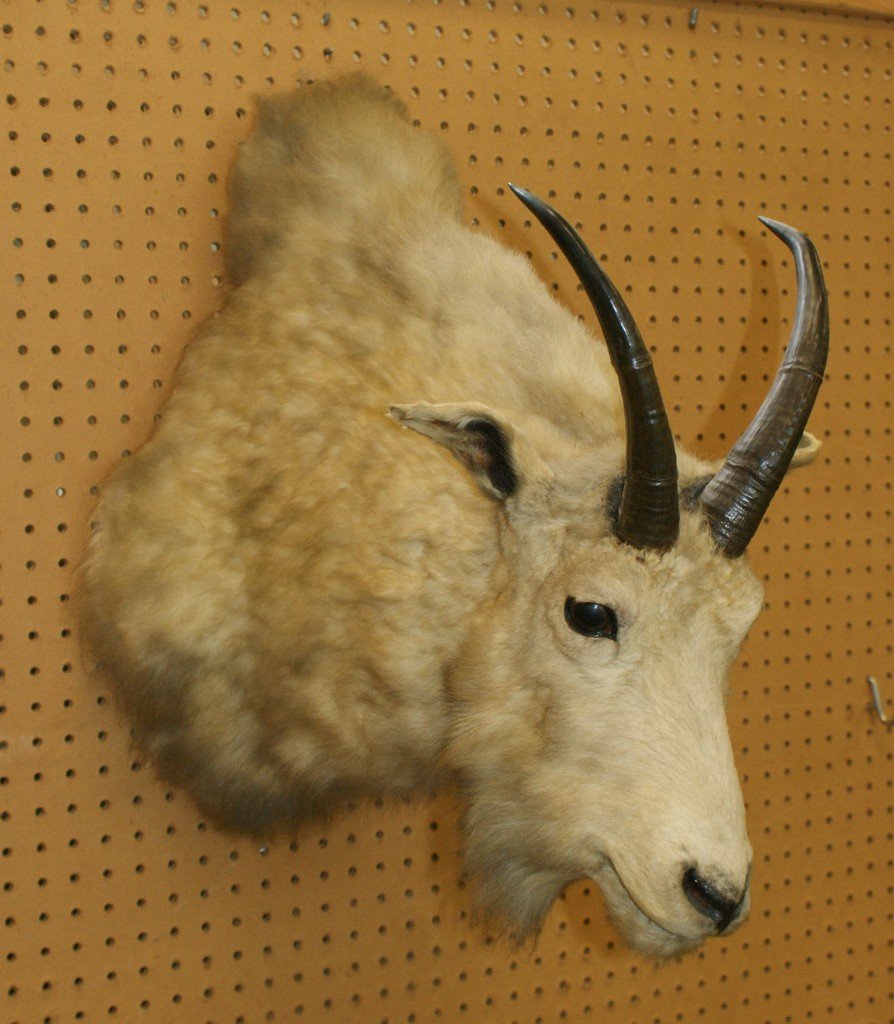 Mountain goat head mount: Mountain goat head mount
