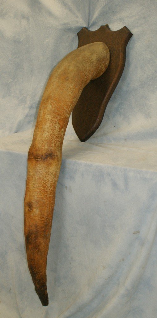 Hvor stor er en wales penis