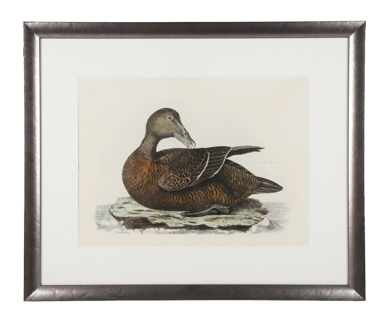 John Selby, Prideaux (England 1788-1867) (1 of 6)
