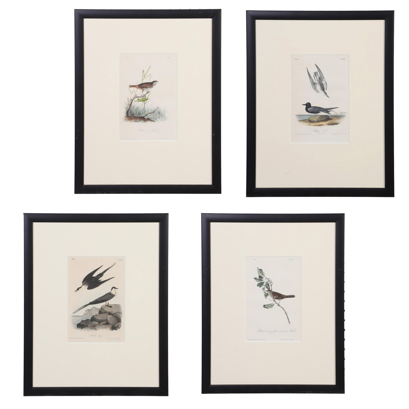 Audubon, John James (1785-1851) (1 of 10)