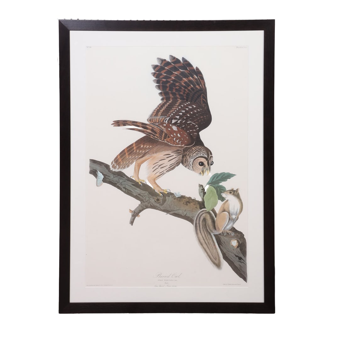 Audubon, John James (1785-1851): John James Audubon 1785-1851 Barred Owl, Male Offset Color Lithograph Barred Owl, No 10 Plate XLVI. Printed & Colored by R. Havell. Image Height: 24 1/2 in, Image Width: 37 in, Framed Height: 32 1/2