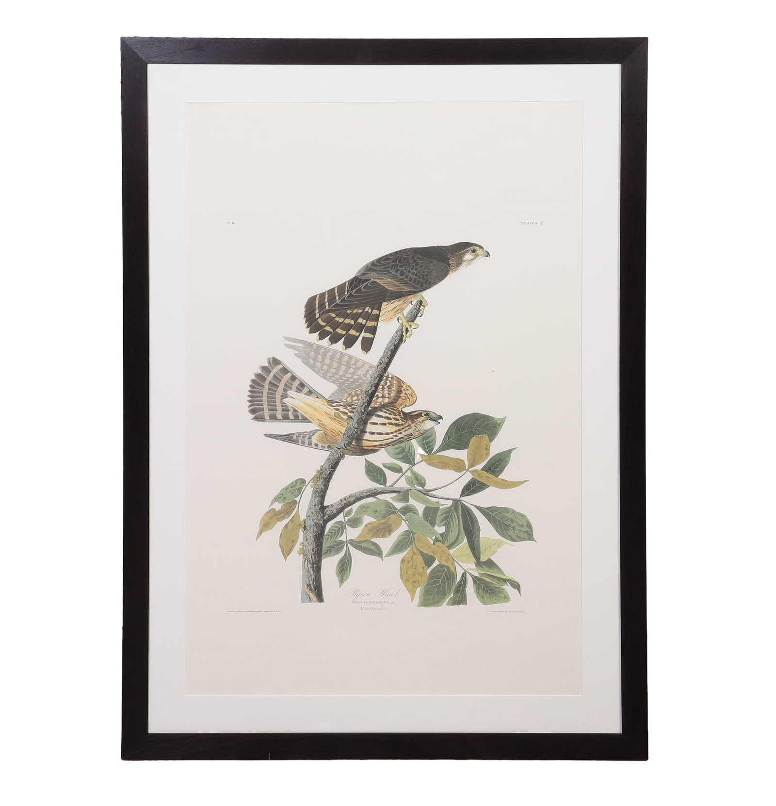 Audubon, John James (1785-1851): John James Audubon 1785-1851 Pigeon Hawk Offset Color Lithograph No 19 Plate XCII. Printed & Colored by R. Havell. Image Height: 25 in, Image Width: 20 in, Framed Height: 32 1/2 in, Framed Width: 45