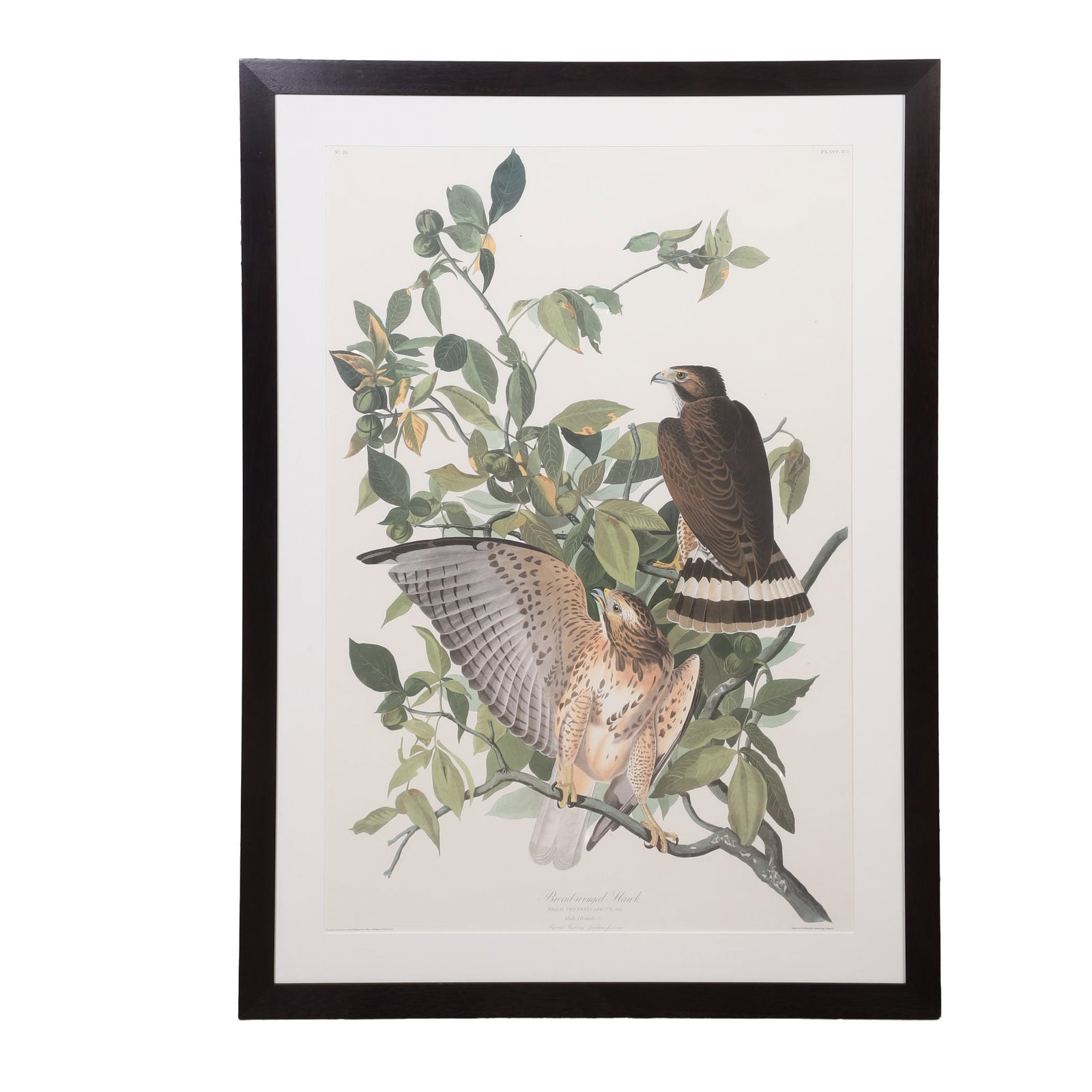 Audubon, John James (1785-1851) (1 of 8)