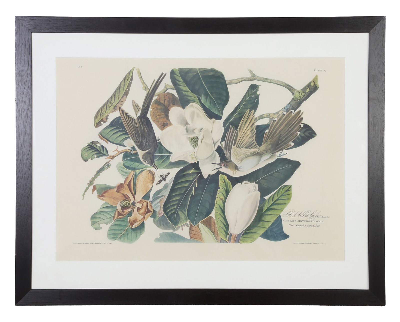 Audubon, John James (1785-1851): John James Audubon 1785-1851 Black Billed Cuckoo Offset Lithograph. No.7 Plate 32. Engraved and colored by R. Havell. Framed under glass. Image Height: 20 1/4 in, Image Width: 28 1/2 in, Framed
