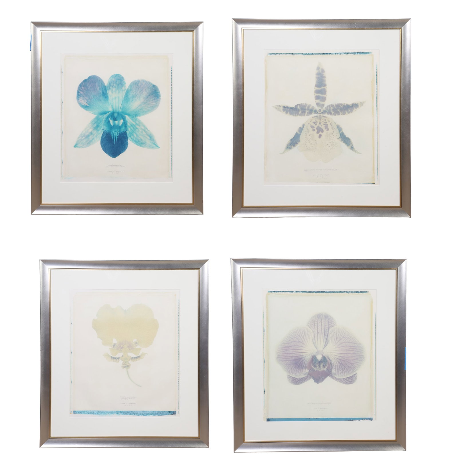 Broadfoot, Linda: Linda Broadfoot (4) Photographic Botanical Works Polaroid transfer Variety of orchids. Created 2003. Image Height: 23 3/4 in, Image Width: 21 1/4 in, Framed Height: 37 in, Framed Width: 33 in