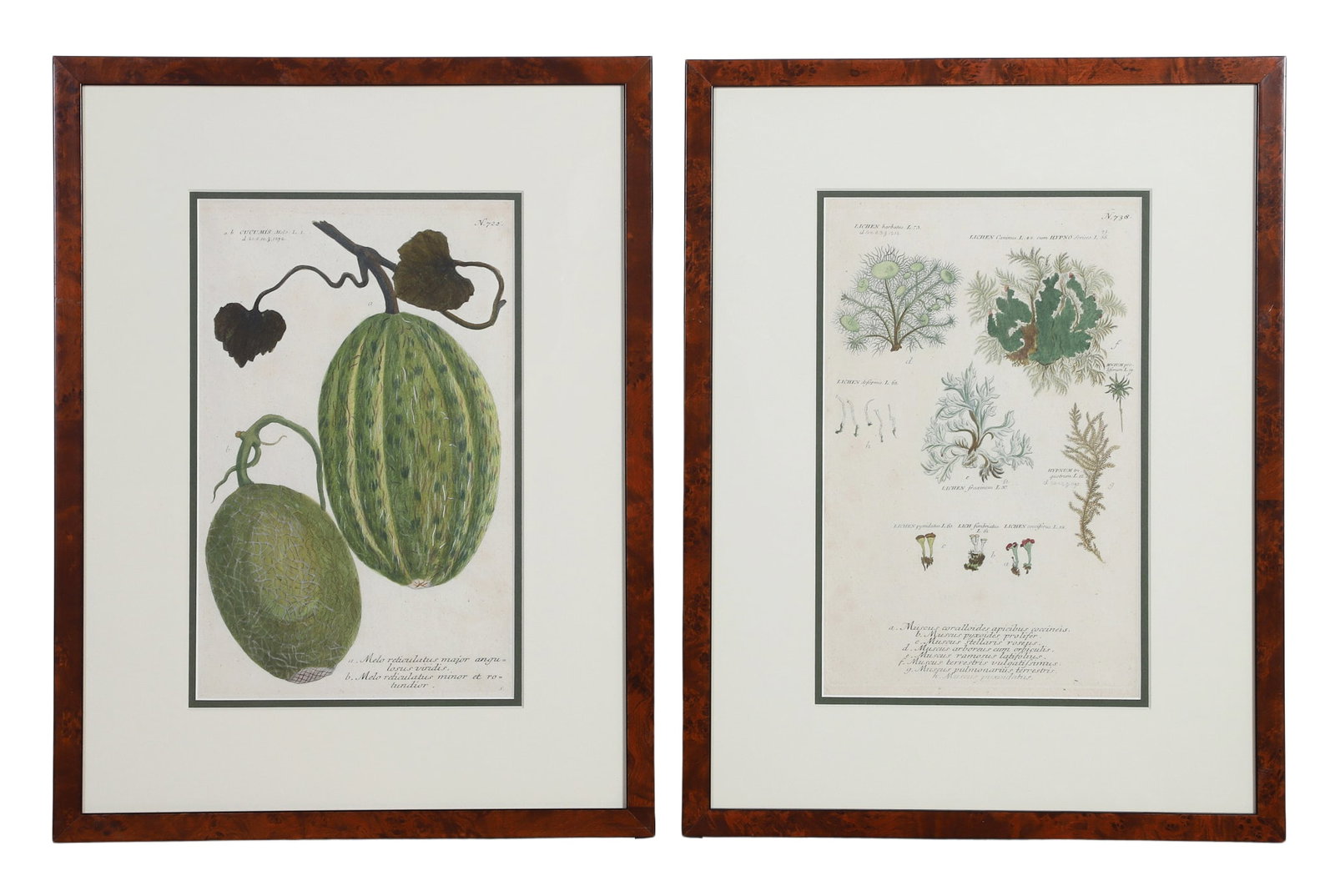 Antique 19th C Botanical Bookplates (1 of 8)