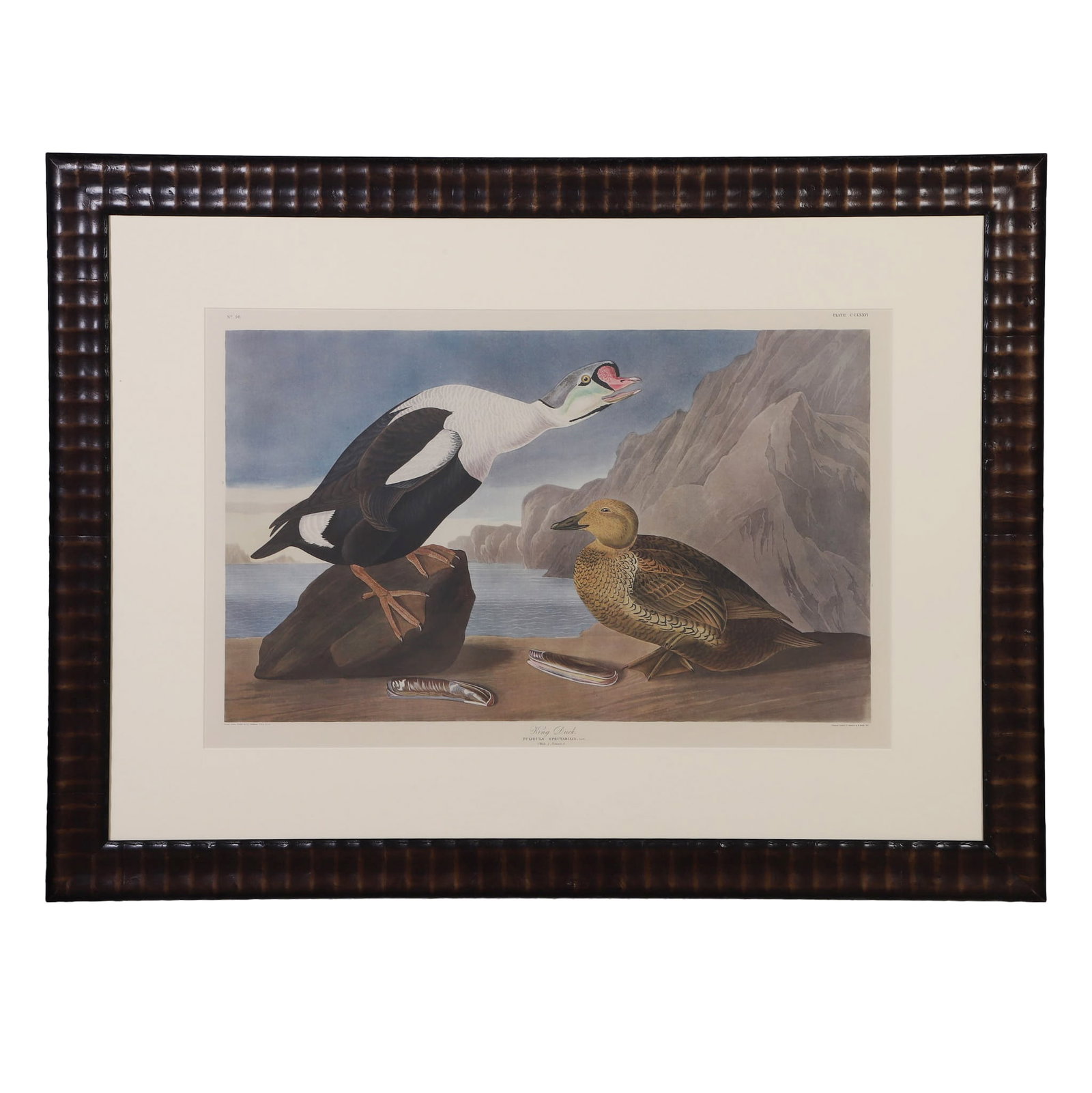 Audubon, John James (1785-1851) (1 of 9)