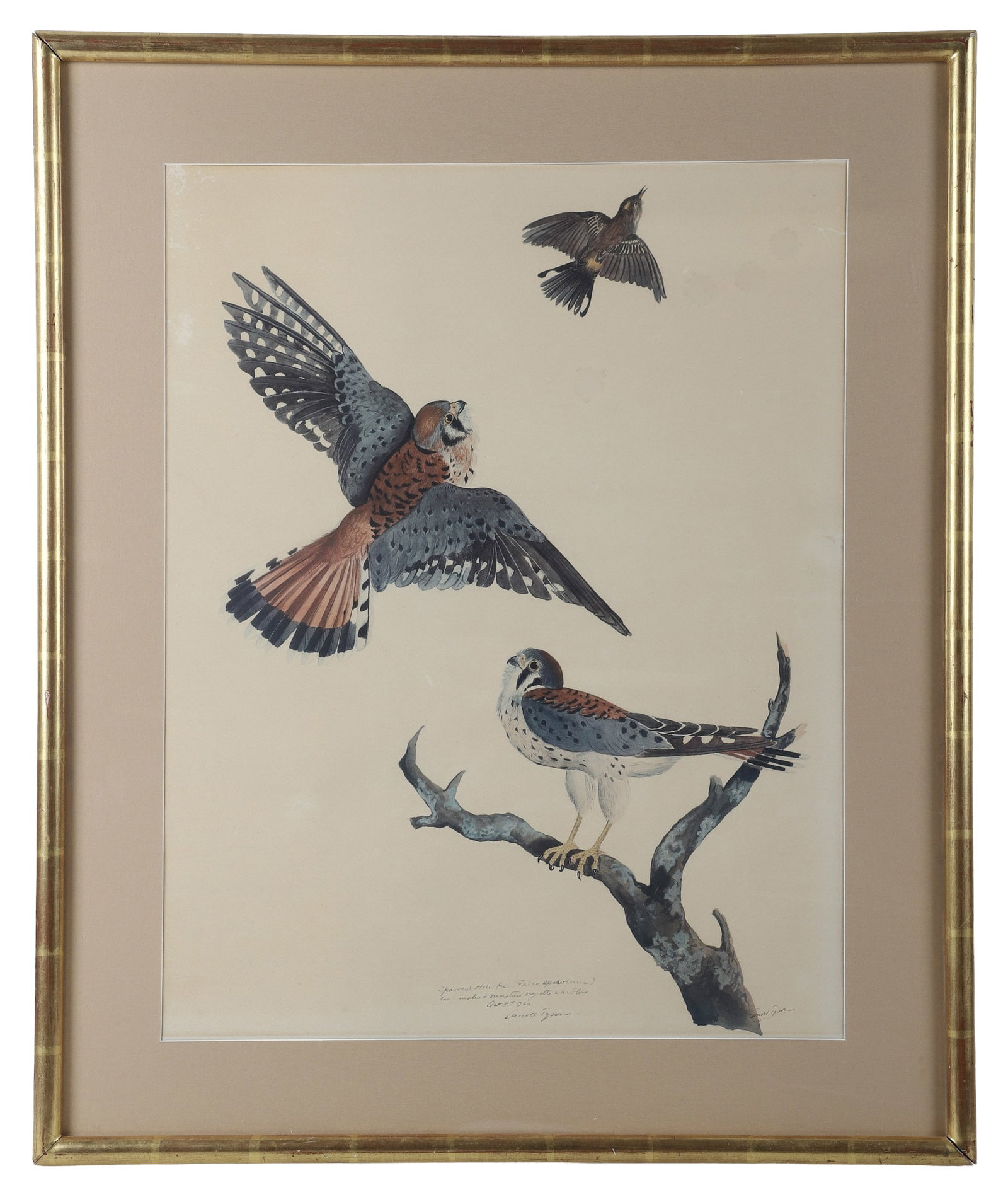 Caroll Tyson Lithograph, Birds of Mt. Desert Island: Caroll Tyson Lithograph, Birds of Mt. Desert Island Folio Image of 2 sparrow hawks and warbler. Inscibed and date 1920. Framed under glass. Size: 27" H x 21" W, sight, 34.75" H x 28.75" W, frame.