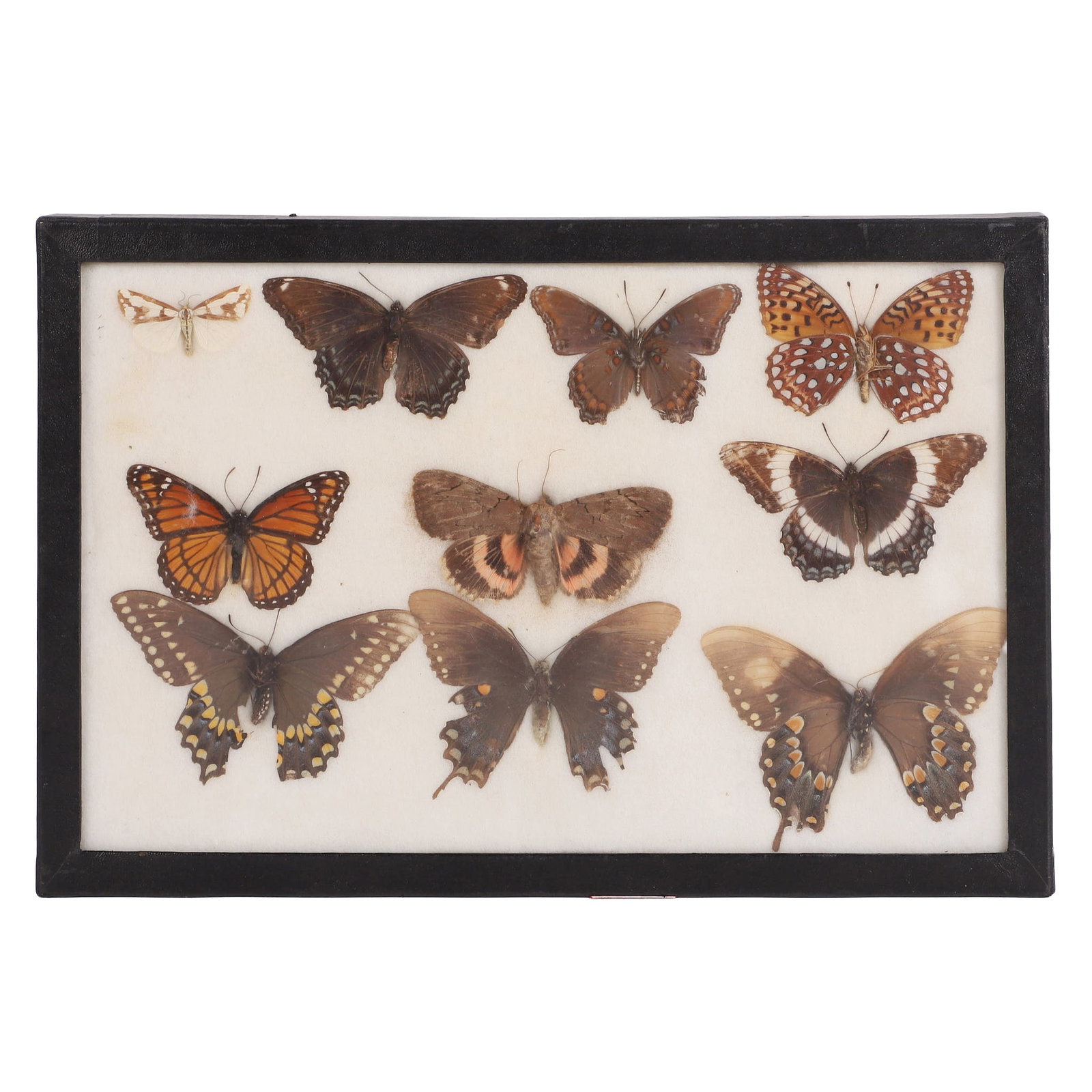 Vintage Framed Butterfly Specimens: Vintage Framed Butterfly Specimens Riker Specimen Mount. 8" H x 12" W