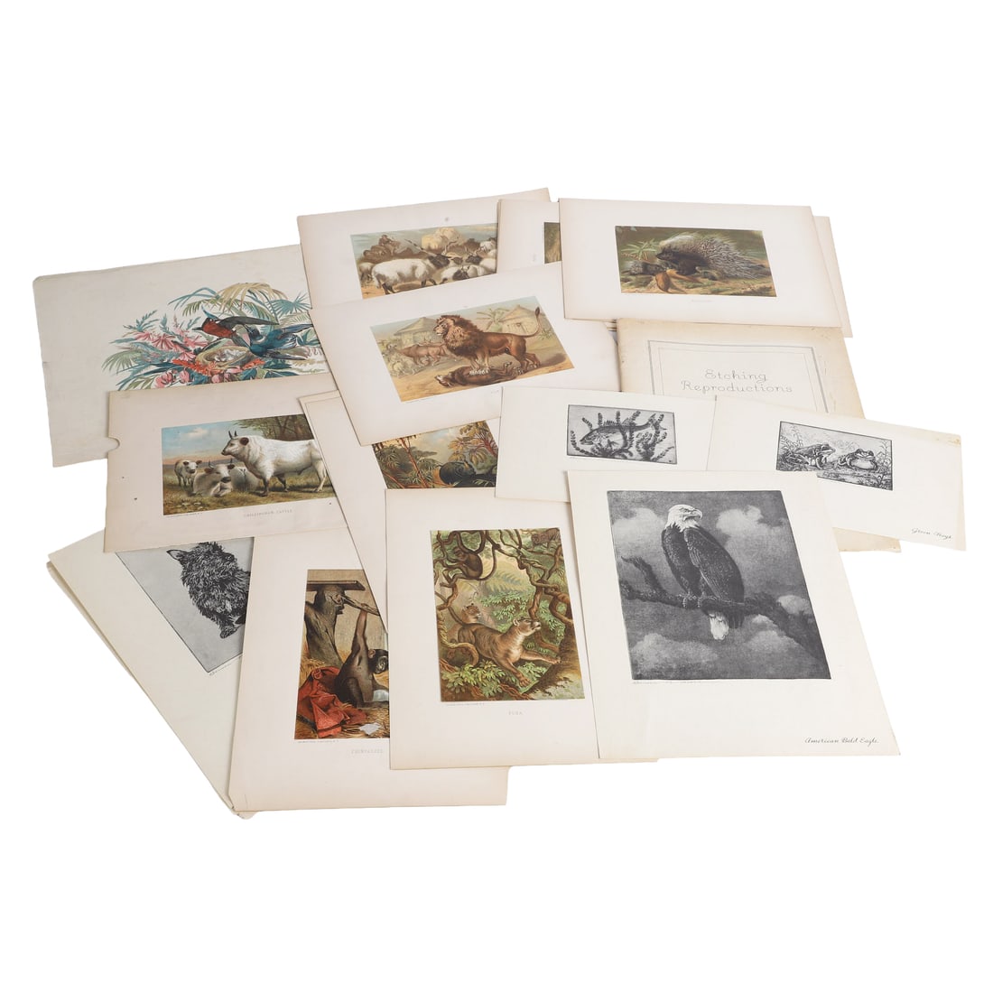 Animal Prints & Ephemera Lot: Animal Prints & Ephemera Lot Lot of antique prints & ephemera dealing with animals featuring an 'Etchings Reproductions' Nature Magazine folio, an assortment of Selmar Hess NY chromolithographs and mo