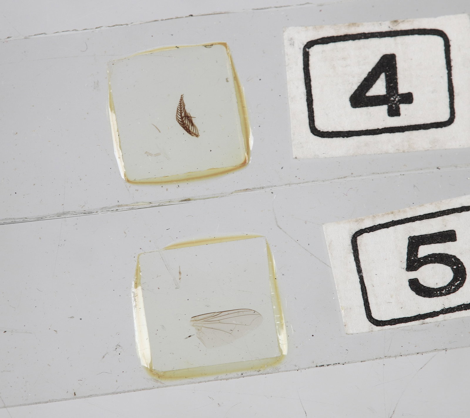 (2) Small Microscopes W/ Slides - 7