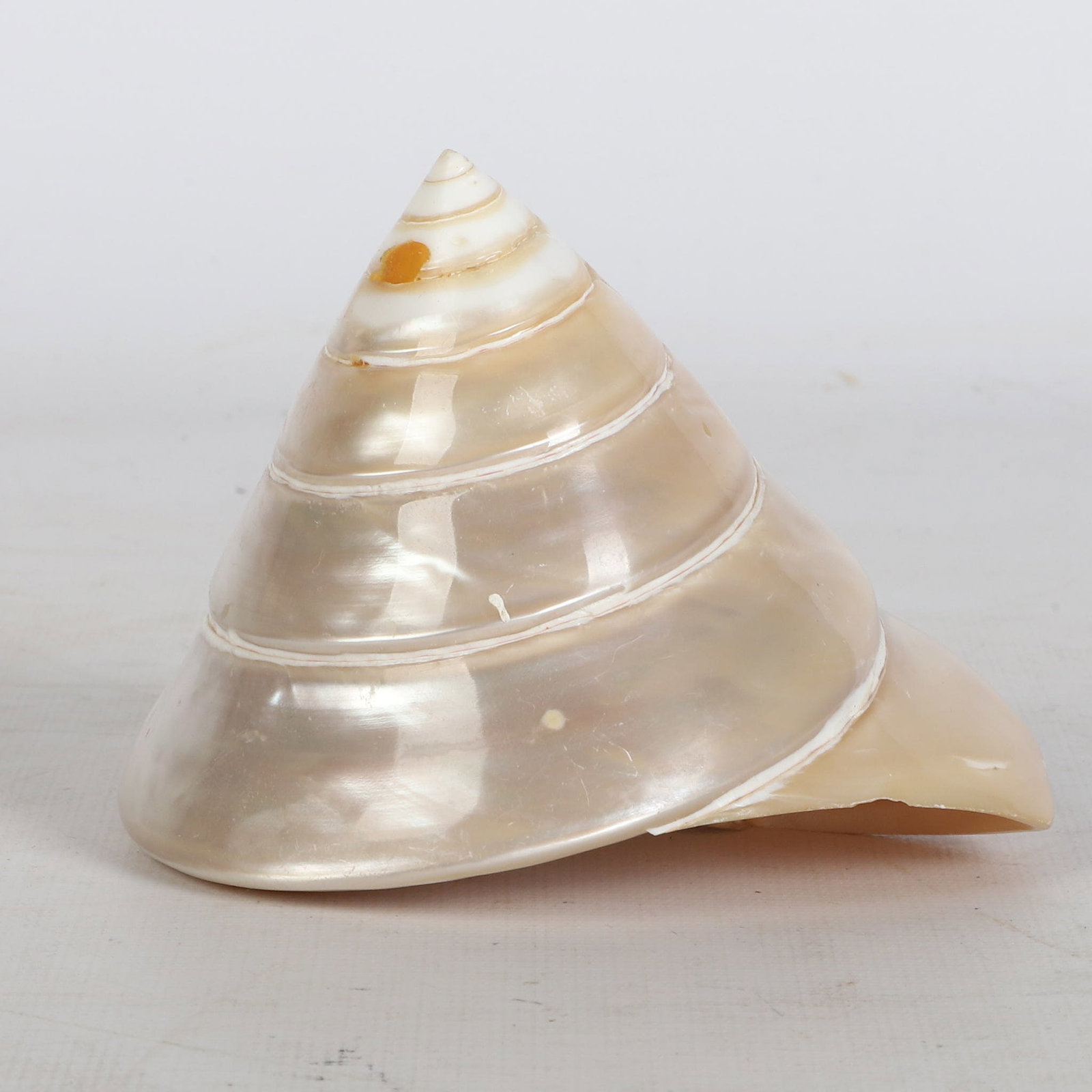(21) Shells Collection - 10