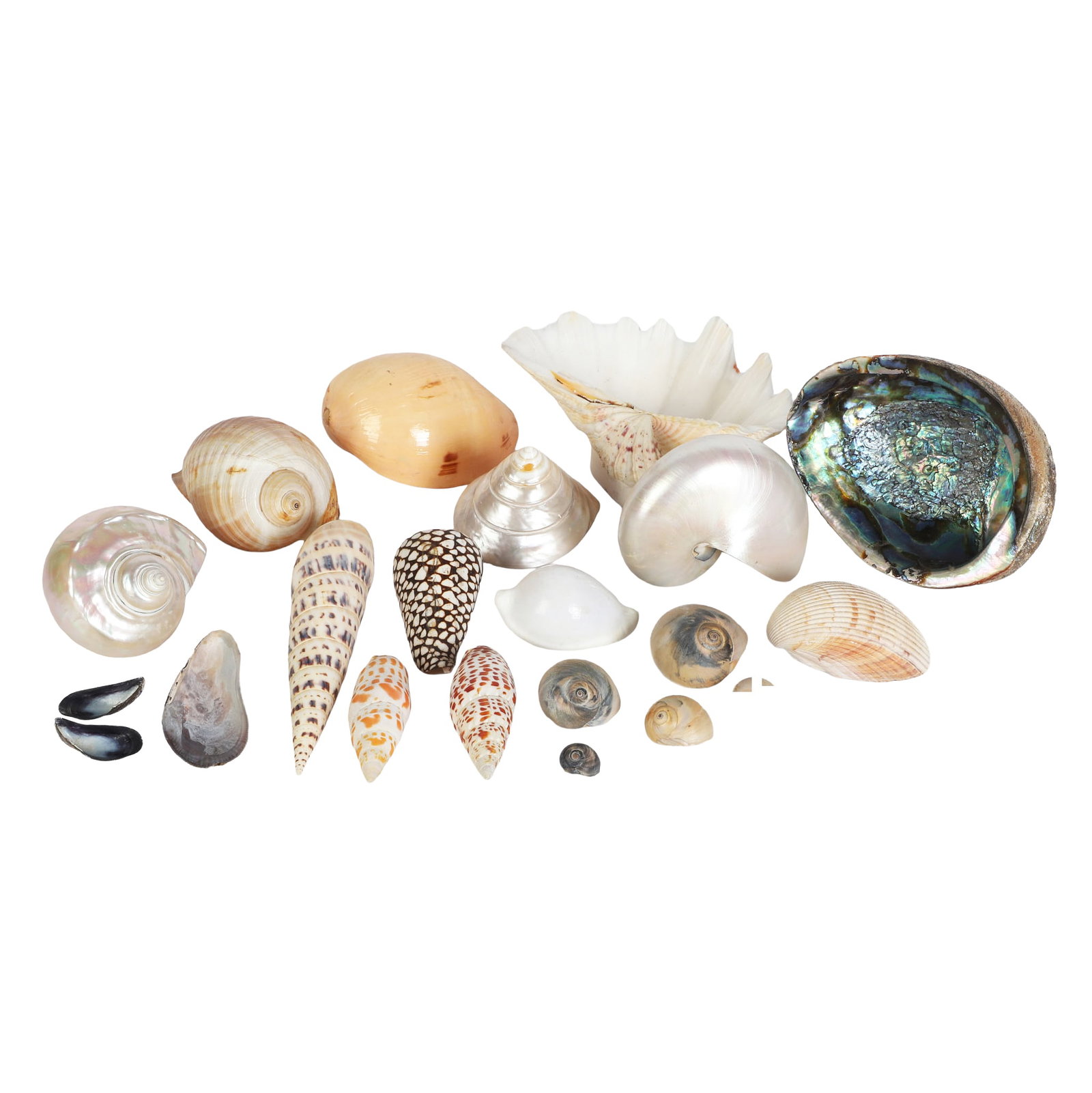 (21) Shells Collection (1 of 10)