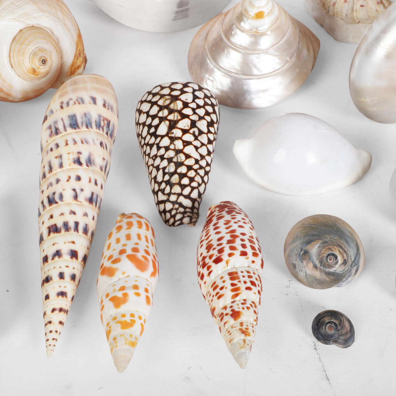 (21) Shells Collection - 2
