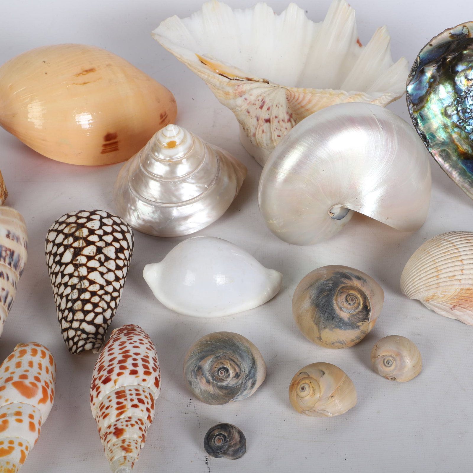 (21) Shells Collection - 3