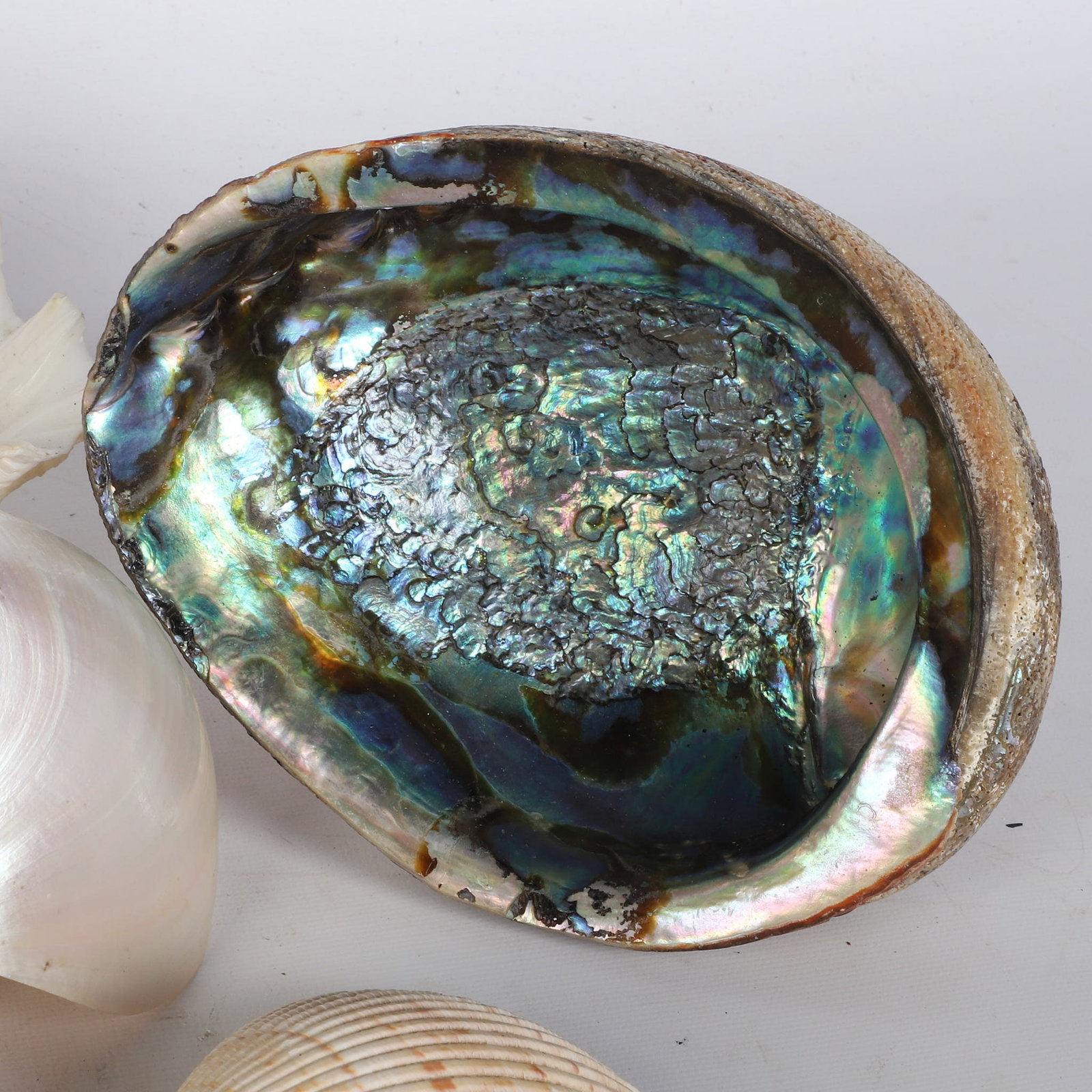 (21) Shells Collection - 4