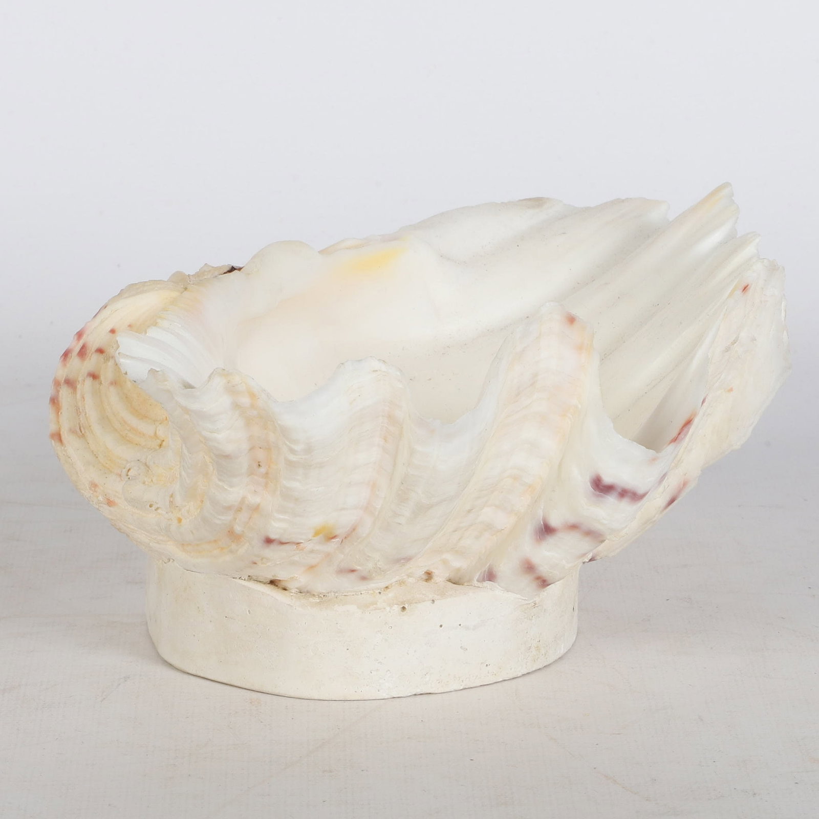 (21) Shells Collection - 5