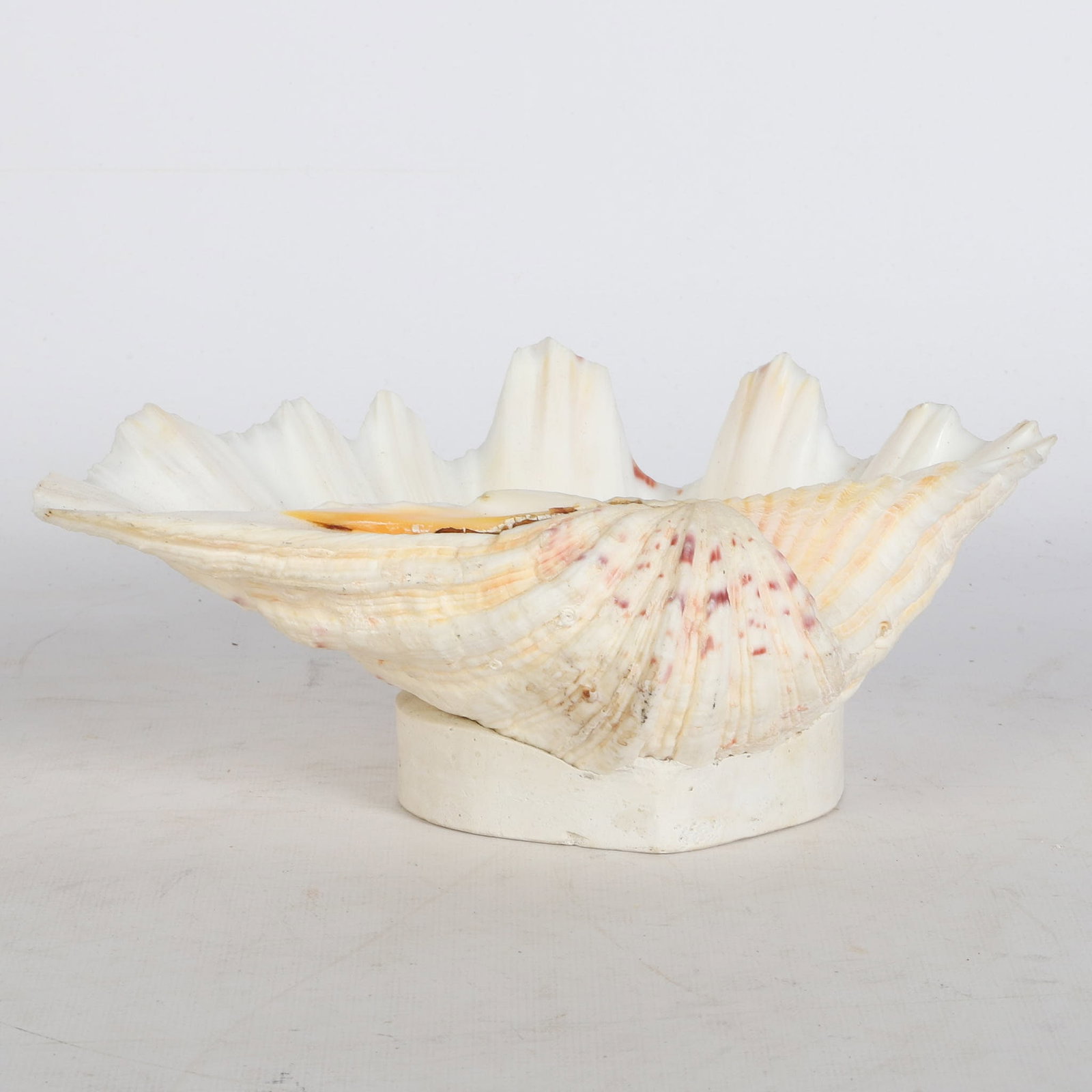 (21) Shells Collection - 6