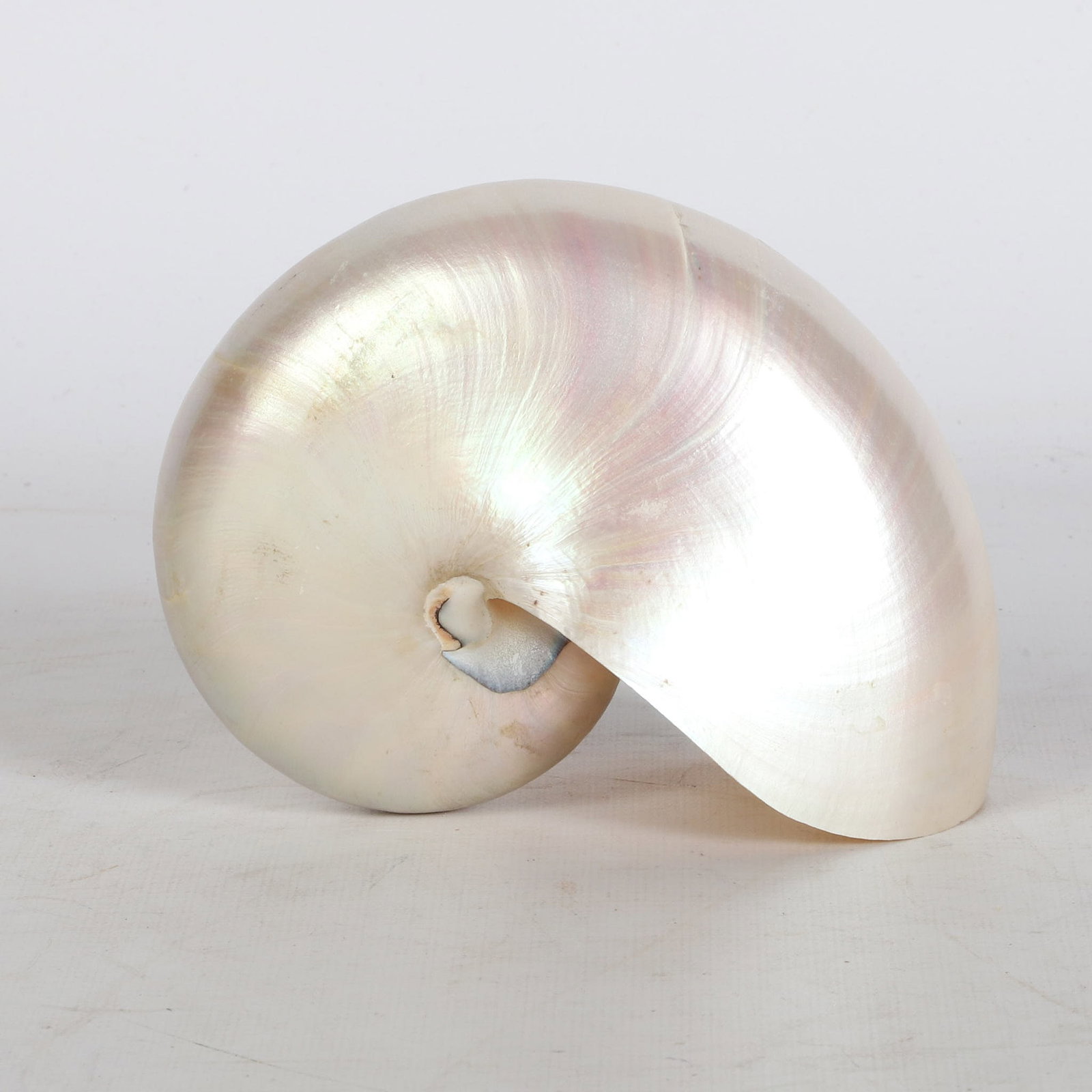 (21) Shells Collection - 7