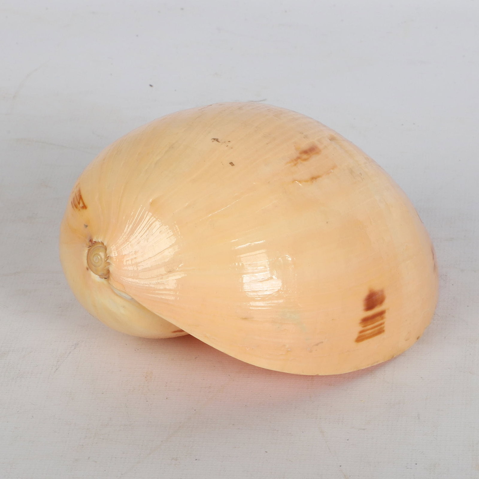 (21) Shells Collection - 8