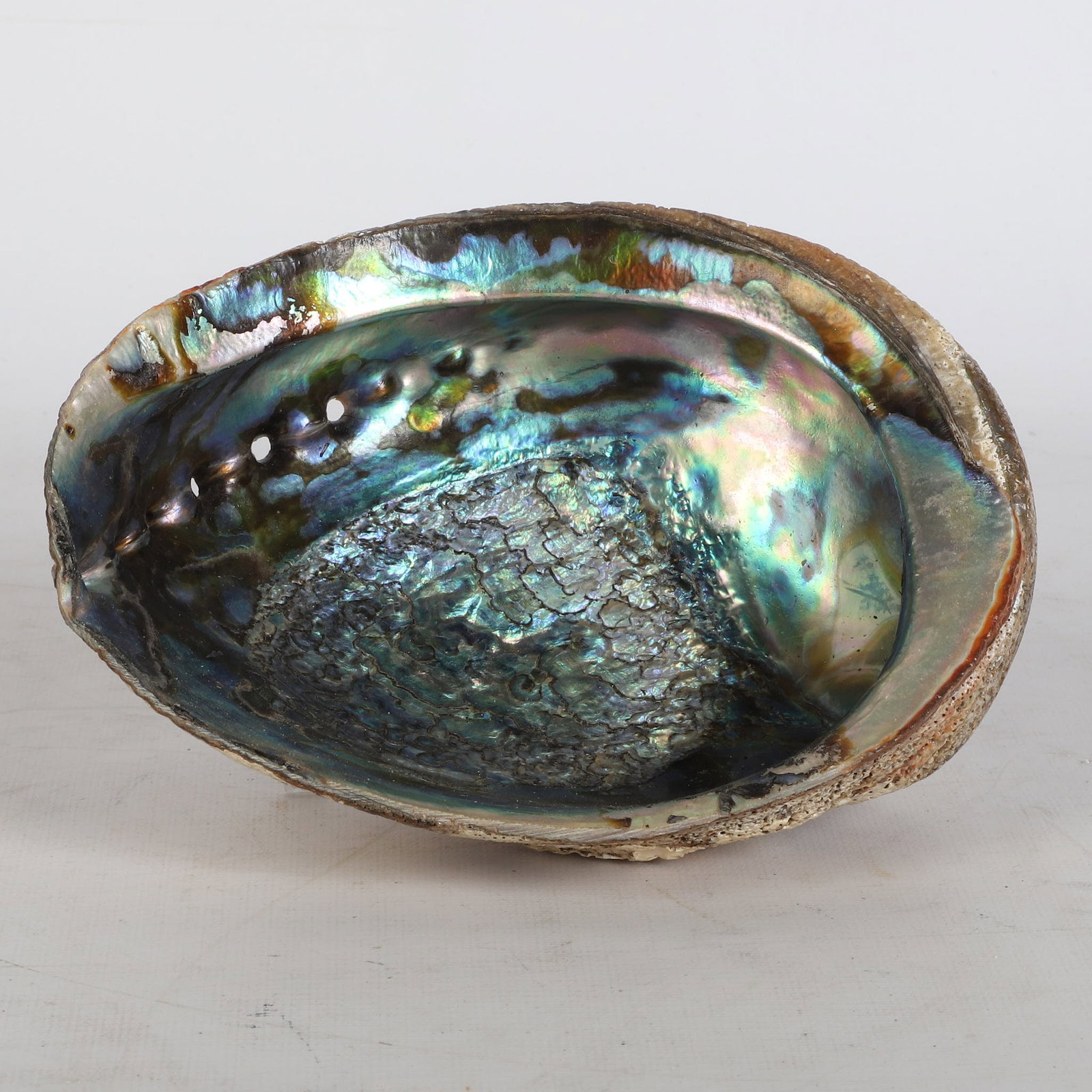(21) Shells Collection - 9