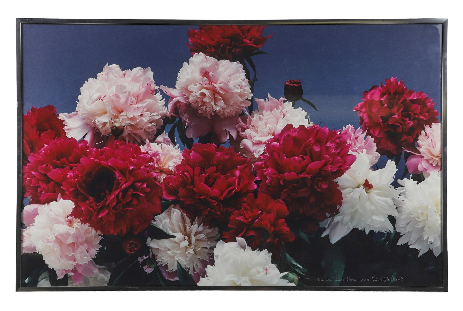 David McClintock, Large Format Photograph (1 of 4)