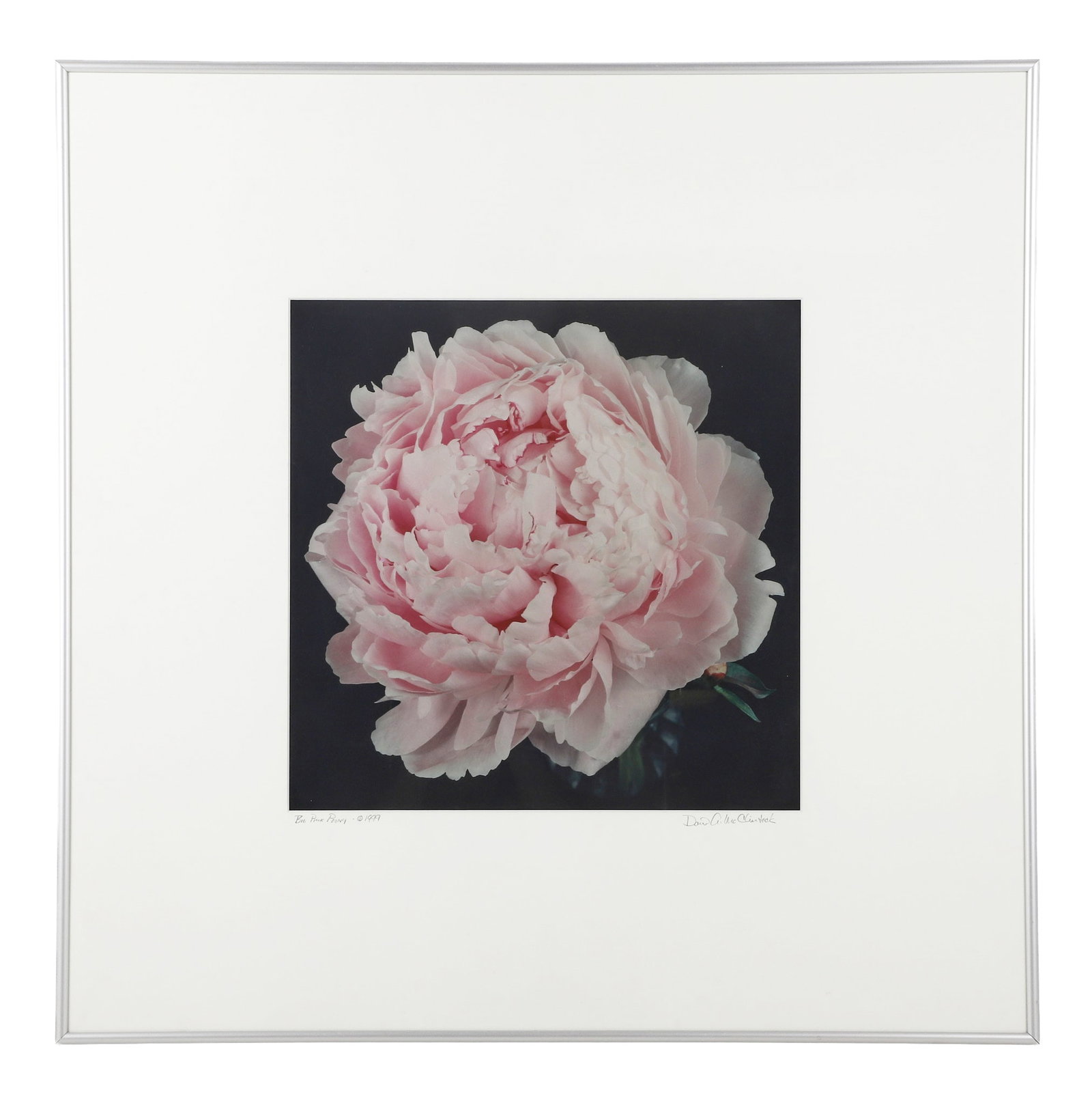 David McClintock Large Format Photograph, Big Pink Peony 1999: David McClintock Large Format Photograph, Big Pink Peony 1999 A wonderfully captured floral beauty. Framed under glass, signed and dated. 30" H x 30' W frame.