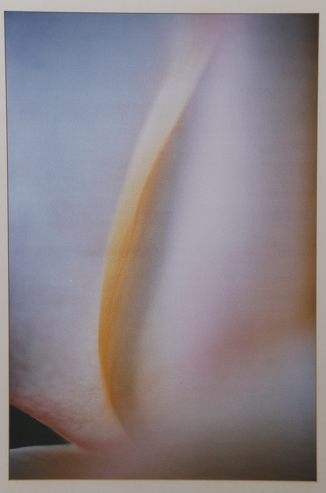 Jim Laser (20th C.), White Iris, Photograph. (1 of 5)