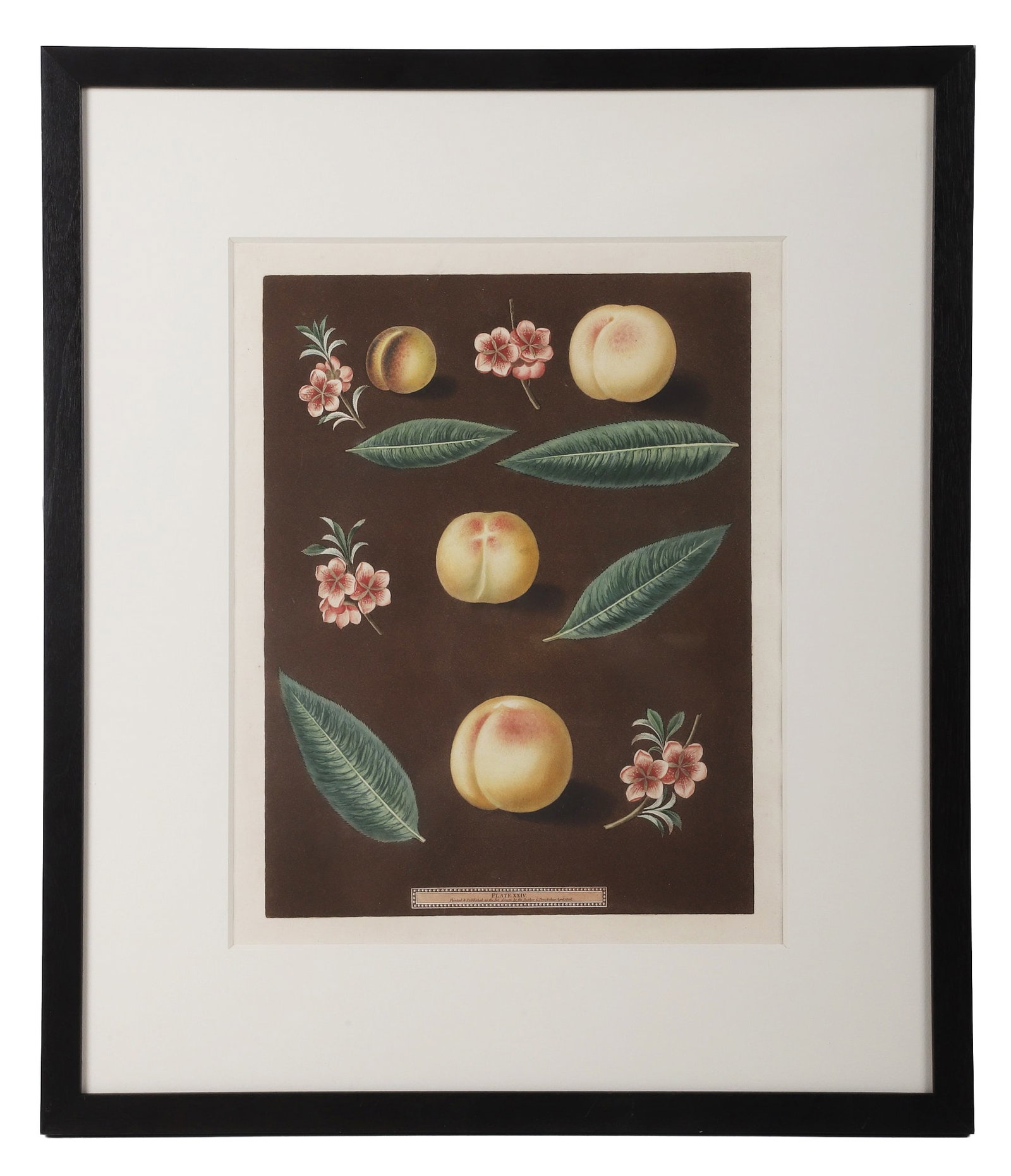 After George Brookshaw, Folio Plate Pomona Britannica.: After George Brookshaw, Folio Plate Pomona Britannica. Botanical study of nectarines. Plate XXIV. Lithograph. 17.5" H x 14" W sight, 27" H x 23.5" W frame.