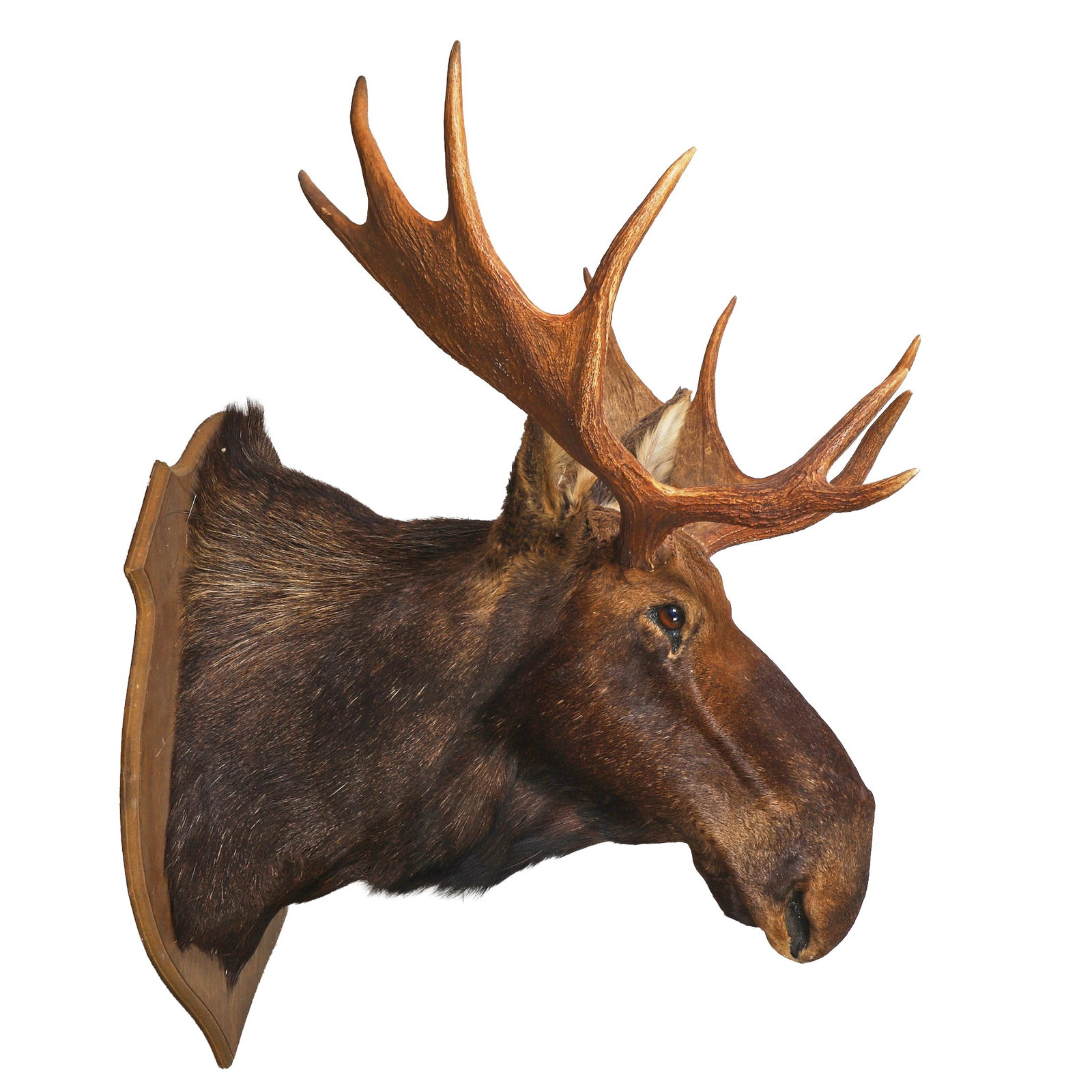 Canadian Moose Shoulder Taxidermy Mount: Canadian Moose Shoulder Taxidermy Mount Taxidermy shoulder mount of a Canadian Bull Moose mounted on shaped wooden backboard, 51"tall