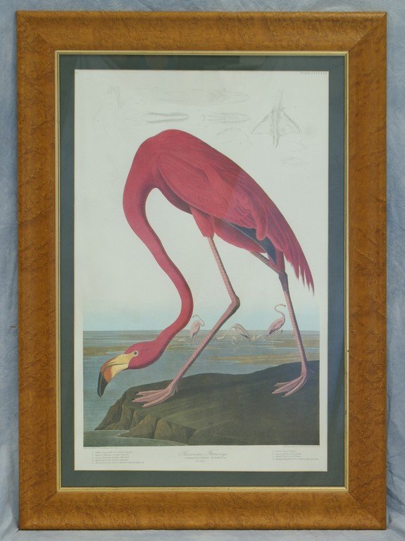 After John James Audubon, American, 1785-1851, American: After John James Audubon, American, 1785-1851, American Flamingo, Old Male, original publ by Havell, 1838, sight size 38" x 24" inside mat, birdseye maple frame, 20th c. Hand colored copperplate etchi