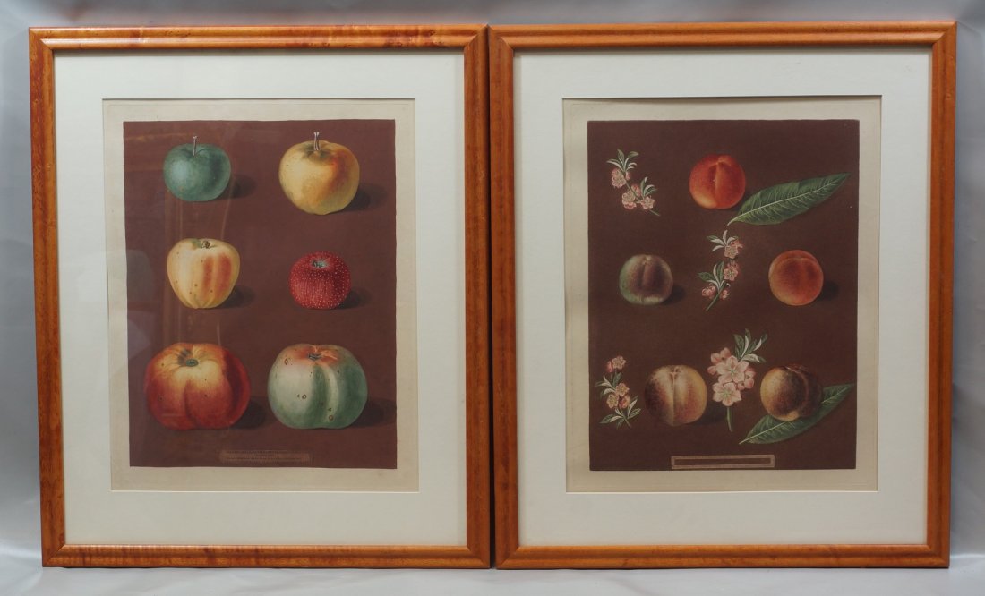 (2) George Brookshaw, British, 1751-1823,: (2) George Brookshaw, British, 1751-1823, stipple-engraving and aquatint, Plates from "Pomona Britannica; or, a collection of the most esteemed fruits at present cultivated in this country": Plate 37