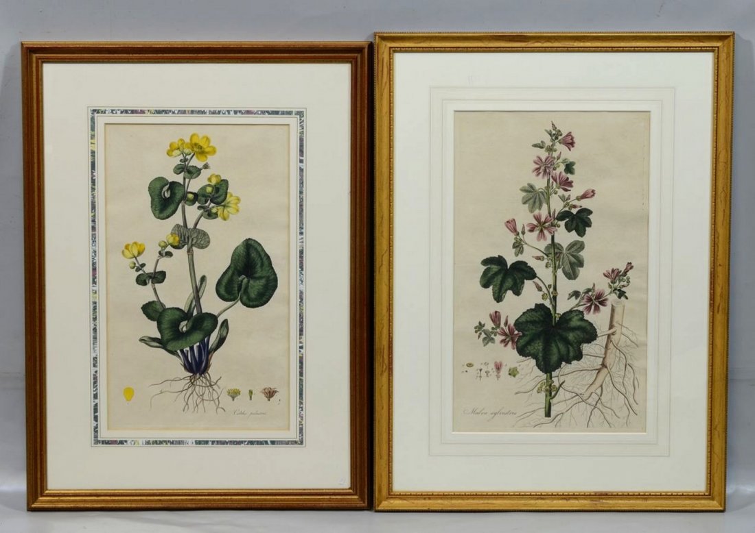 Pair of William Curtis Botanical Prints, hand colored (1 of 1)
