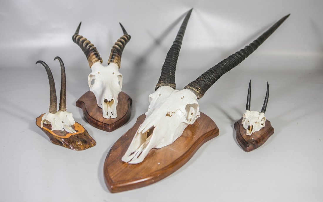 (4) Skull & horn mounts, c/o oryx,  springbok antelope, (1 of 1)