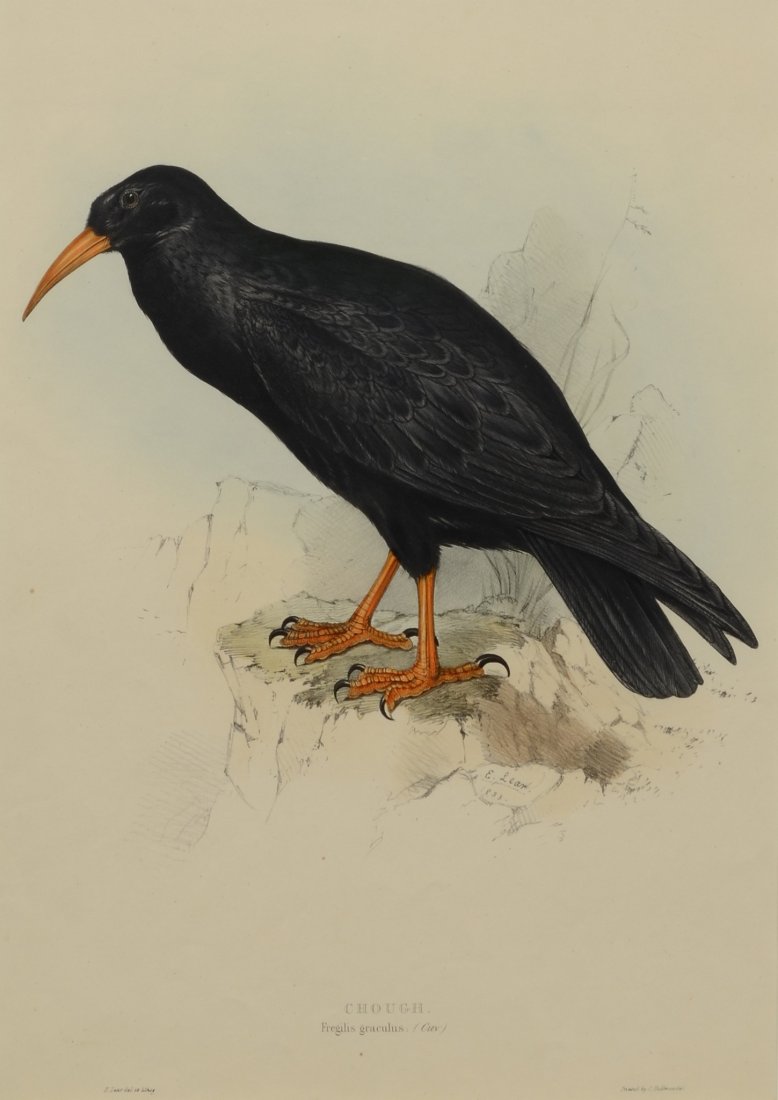 E Lear,  hand colored lithograph, Cornish Chough (1 of 2)