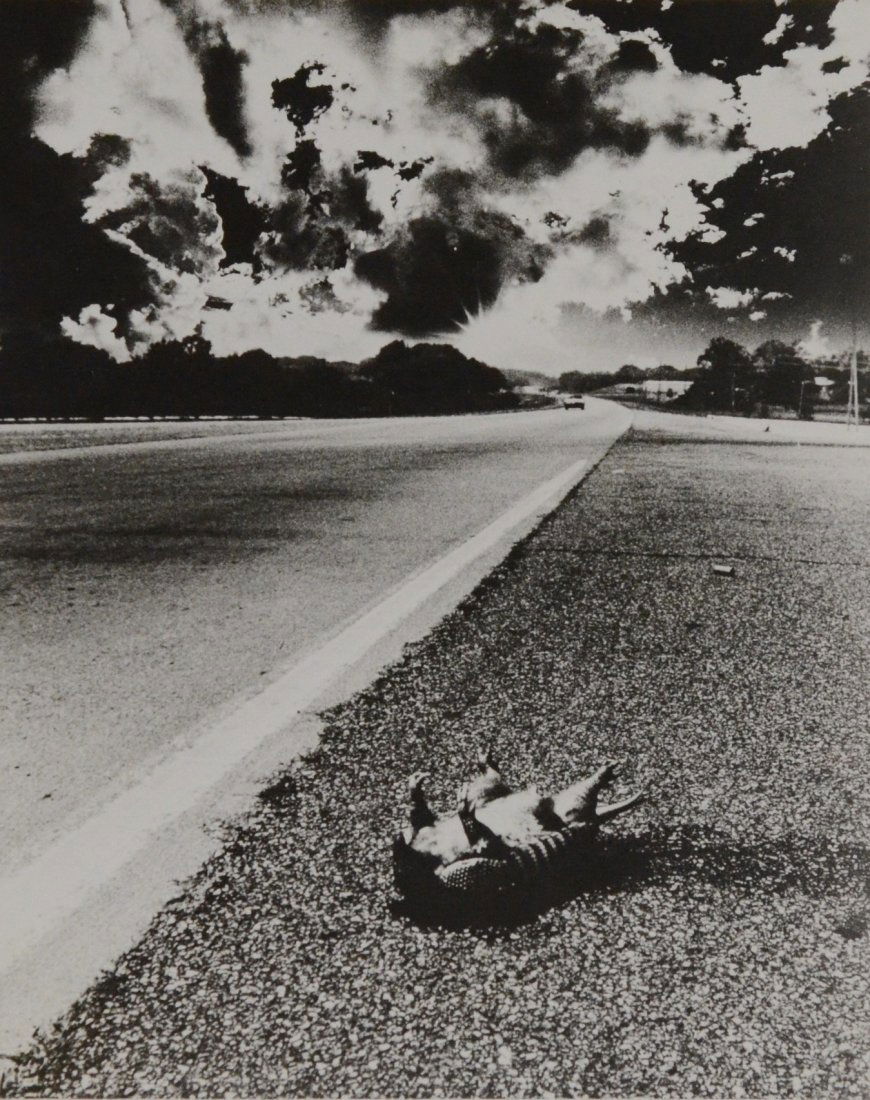 Eyd Kgz (20th Century), photograph, Dead Armadillo, (1 of 3)