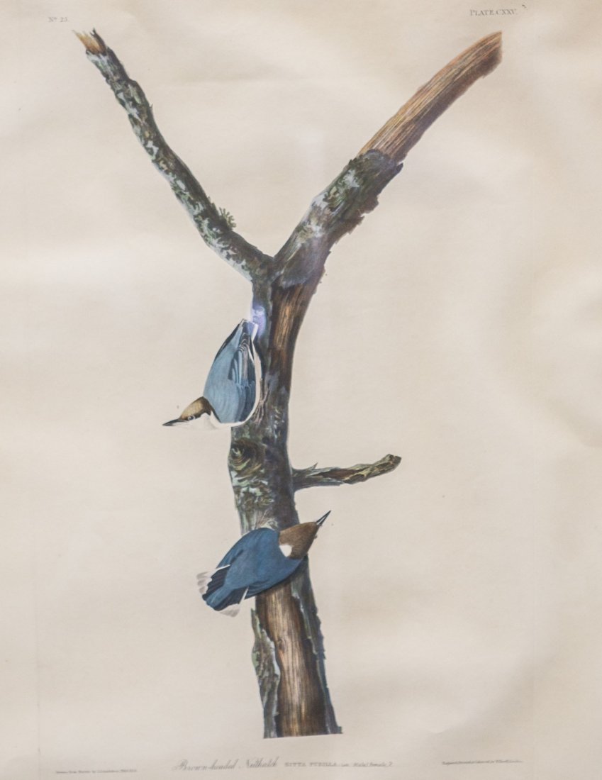 Handcolored Audubon bird print, Brown Headed Nut Hatch, (1 of 4)