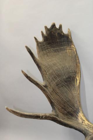 Large Set of Taxidermy Moose Antlers, appear to be very: Large Set of Taxidermy Moose Antlers, appear to be very Old, 46" at Widest Point, Est. Market Determined