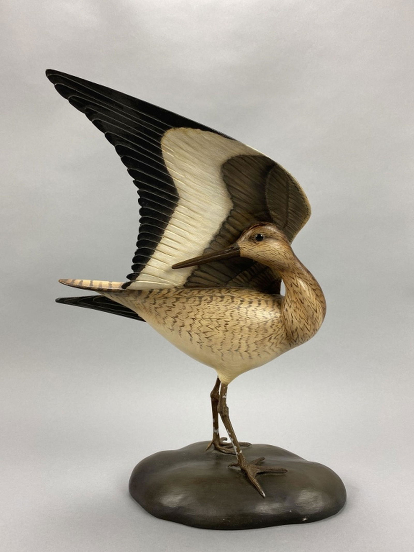 William Gibian Preening Willet (1 of 9)