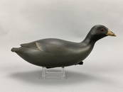 Bob White Coot Decoy