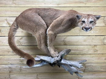 Standing Full Body Mountain Lion Taxidermy Mount