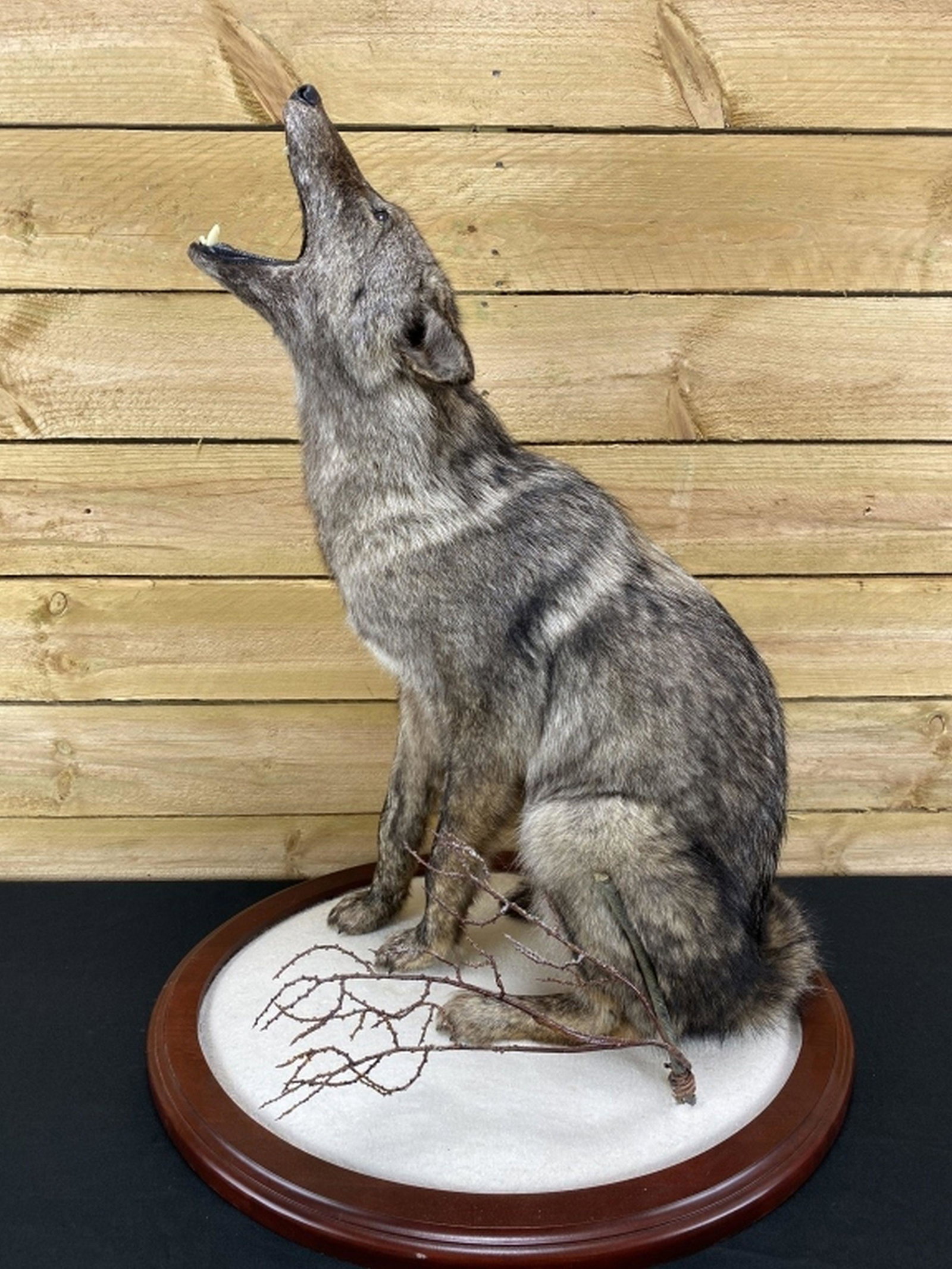 Coyote Full Body Taxidermy Mount (1 of 10)