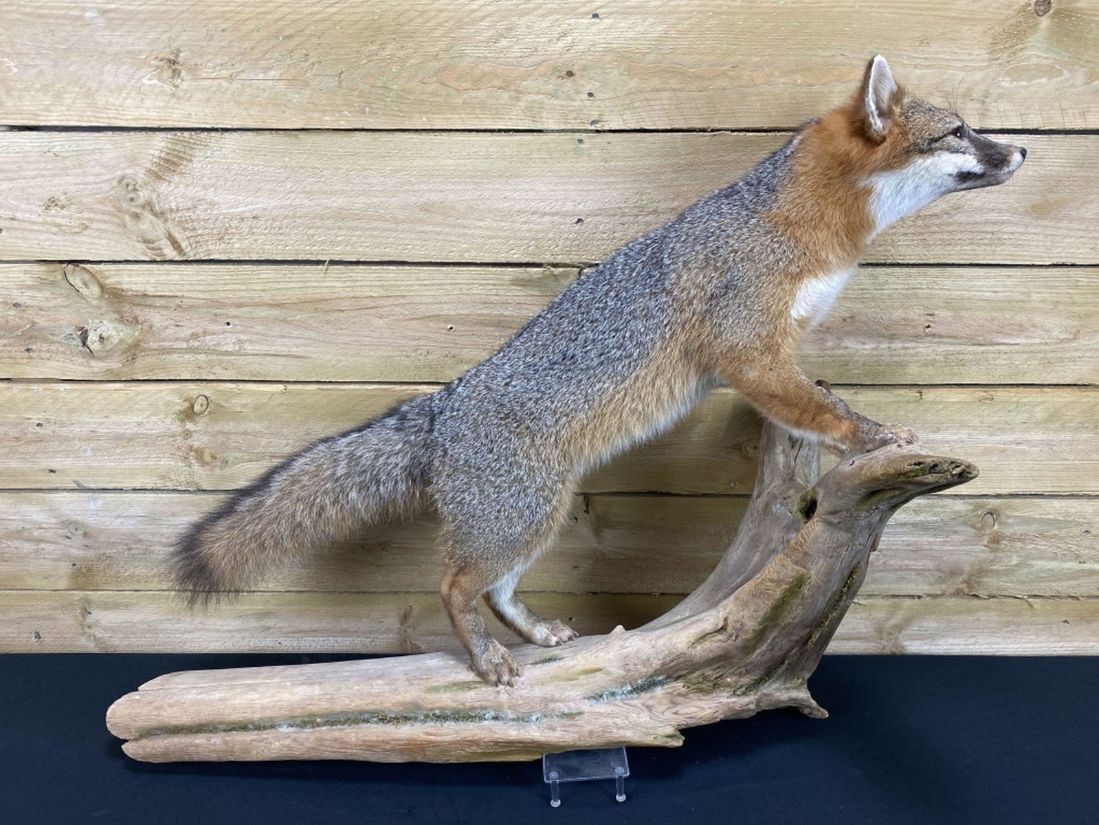 Grey Fox Full Body Taxidermy Mount: Excellent condition, great form standing on driftwood wall mount, fox is 37"L, overall is 42"L x 28"T x 14" deep, est. 400 - 700