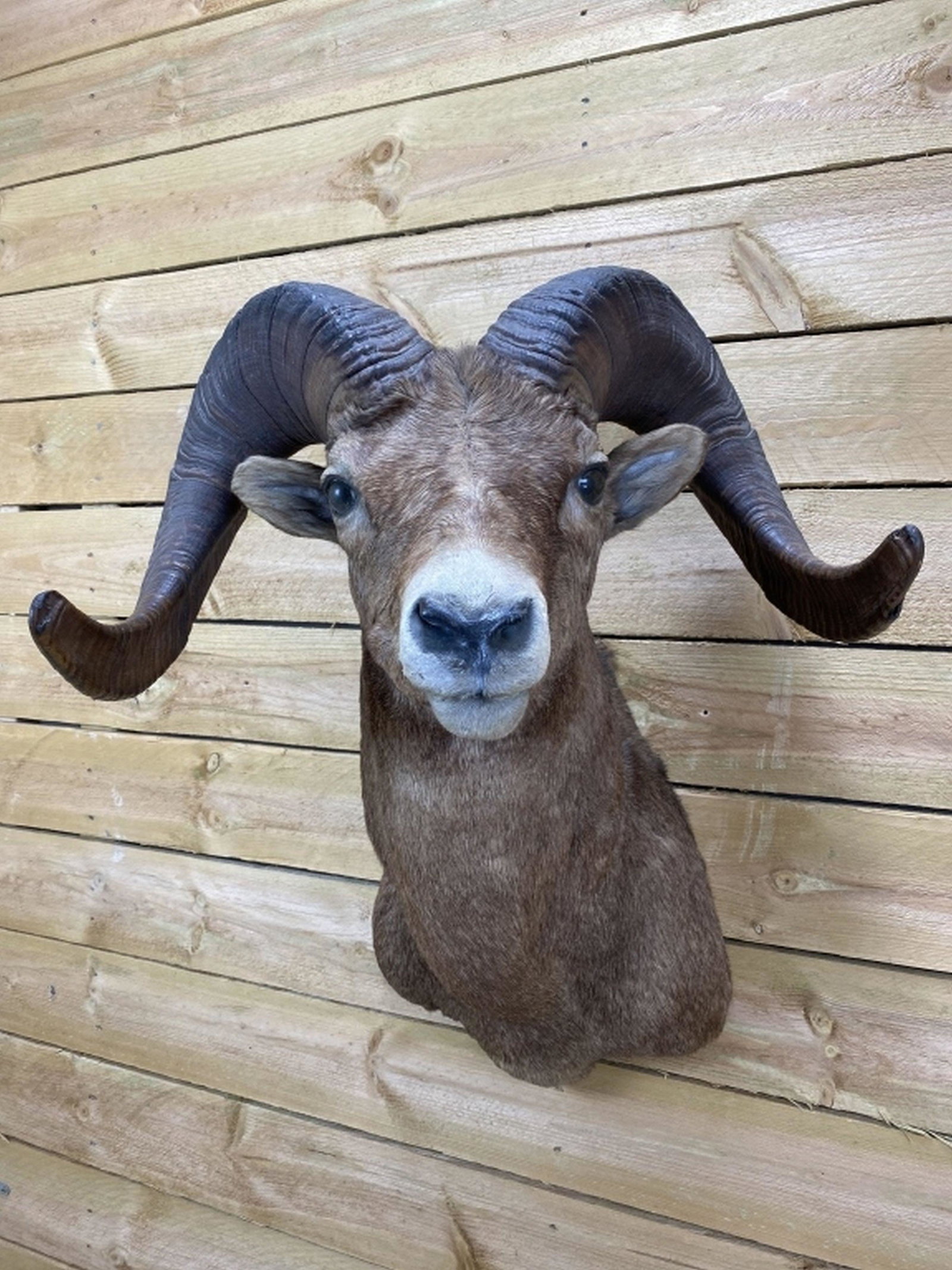 Rocky Mountain Bighorn Ram (1 of 11)