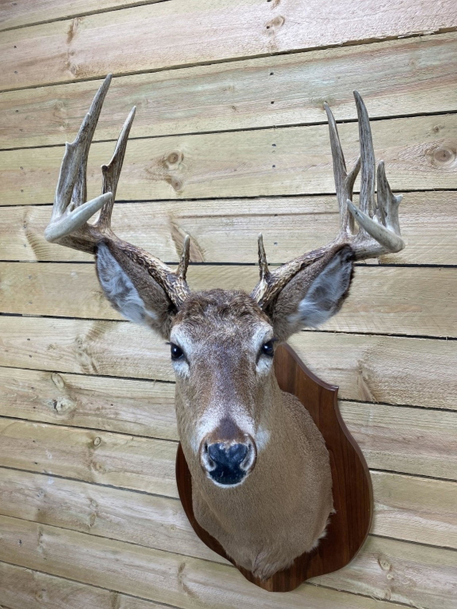 11pt Whitetail Shoulder Taxidermy Mount (1 of 7)