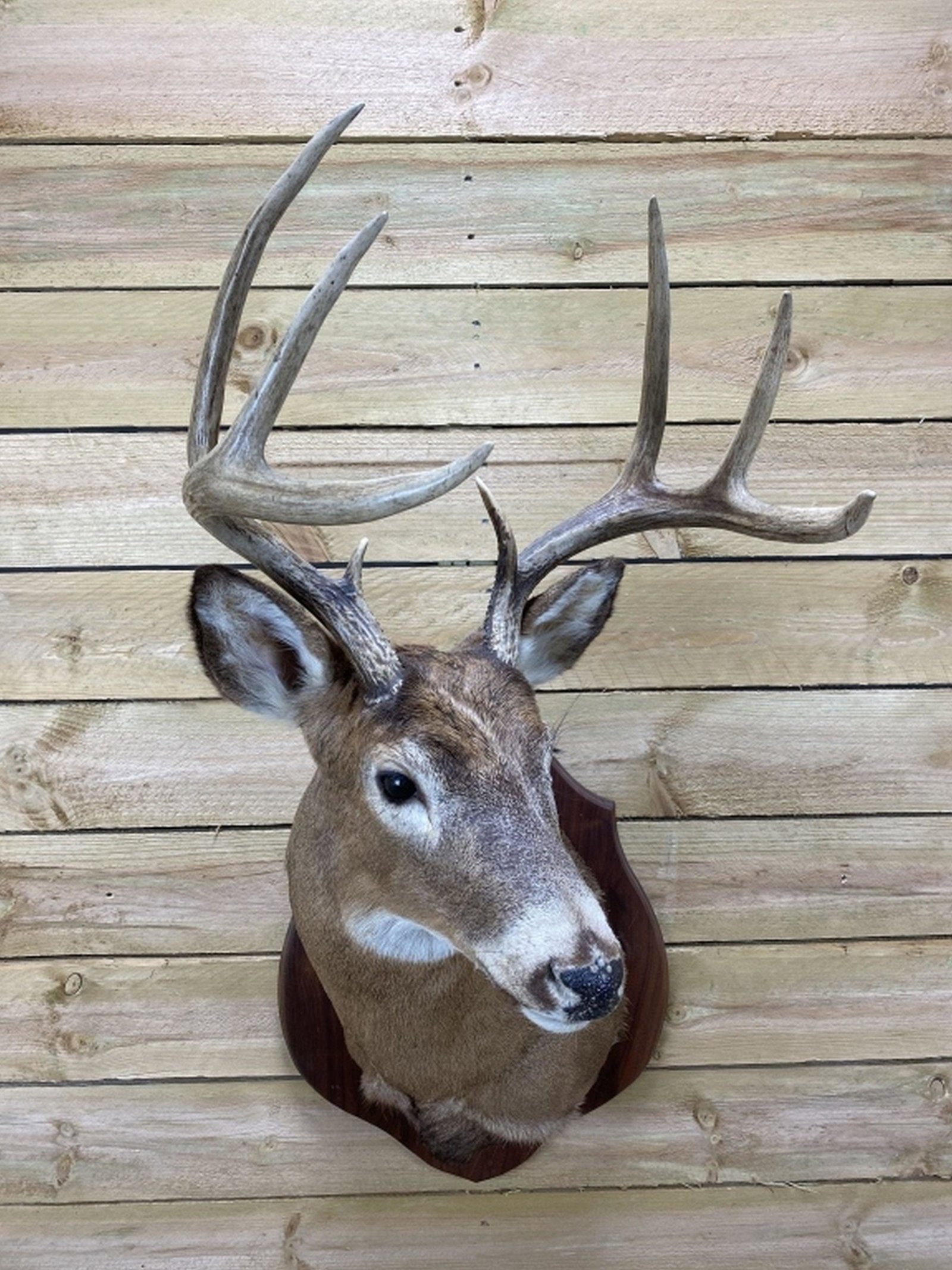 8pt Whitetail Taxidermy Shoulder Mount (1 of 6)