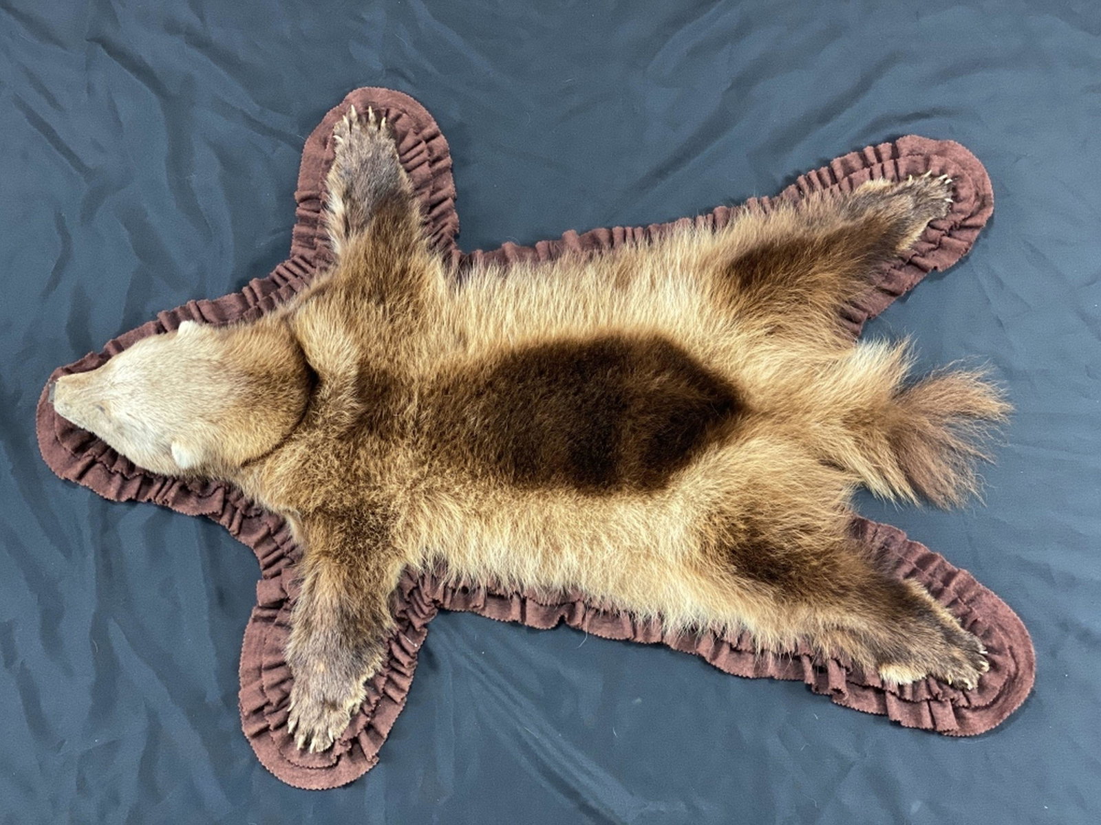 Alaskan Wolverine Taxidermy Rug: Excellent condition, with claws, great colors, thick fur & felt lined, 41”L tip of nose to tip of tail, 30”W on front legs tip to tip, 24”W on rear legs tip to tip, est. 800 -1,200