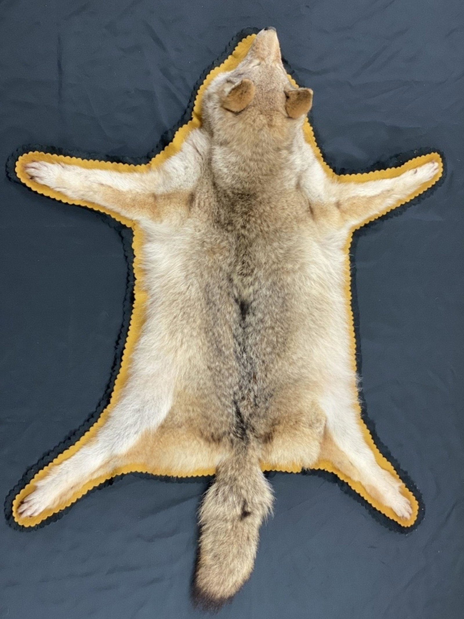 Coyote Taxidermy Rug (1 of 9)