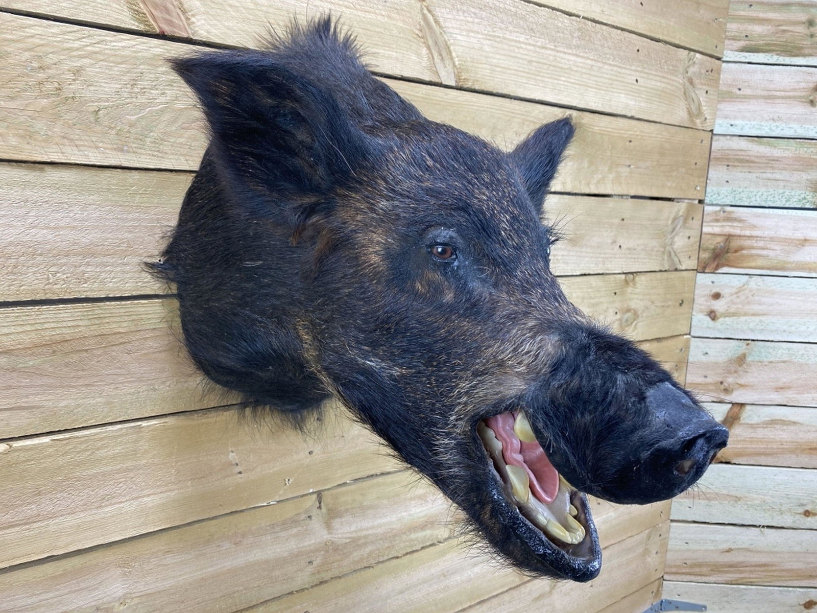 Wild Boar Taxidermy Mount (1 of 7)
